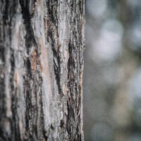 The creak of an old pine by Notes on Sound