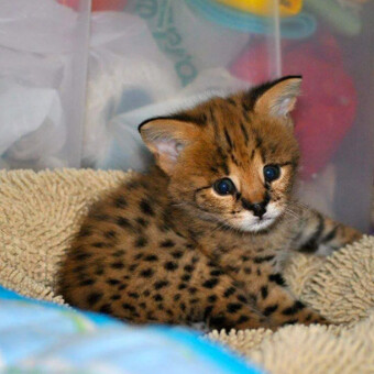 mariosavannahkittens