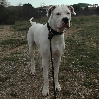 M&uuml;ller Spyro Franck