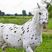 Nos amis les chevaux -Apalosa PAD by Frequence Sillé