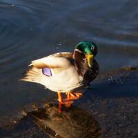 The F*ckbasket Program Episode 7 by NyxSix Supernova