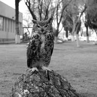 84/88 Tú te decías mi condenación (Fantasmas) by Elko Omar Vazquez Erosa