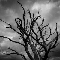 Graveside by richaux