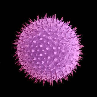 The Seed Underground