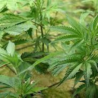 thecloneconservatory