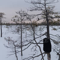 White grouse by Notes on Sound