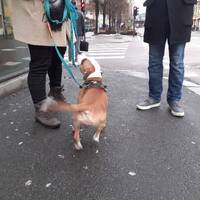 Podcast 26 Martinique,Gouadeloupe,Haïti by LE MATOU