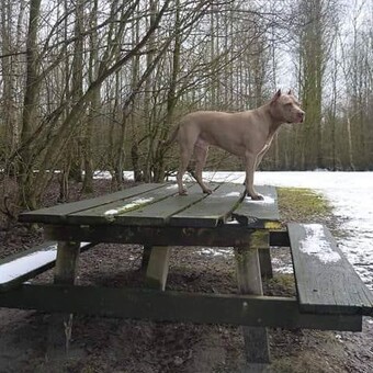 Michel van den Bossche