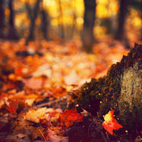 Ryan Carney - Autumn Moods [November 7, 2014] by Ryan Carney