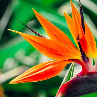 Birdsofparadise