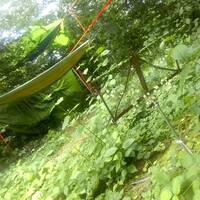 Vogelkonzert - singing birds (ambient noise KlarTraum/LucidDream) by Kess Zerogravity