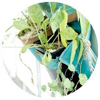 CupPlante La plante facile