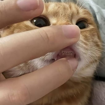 Sasquatch_Thunderbird