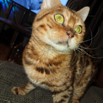 Michael Wojtynek