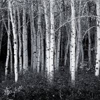 Industrial Speedcore Black Metal Mix by Low Entropy