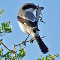 Dick Barnes - Bagdad Chase Road by Warriorpoets