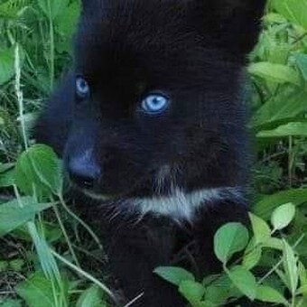 Istv&Atilde;&iexcl;n &Atilde;&ndash;rsi Trance