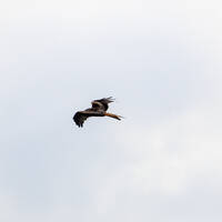 La Isla Corona by Hudsonmusik