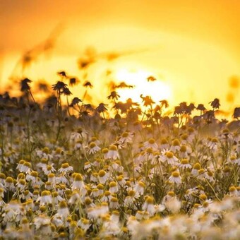 "La Cigarra" Donde tu pensamiento y tu voz tienen lugar.