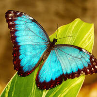 ButterFly2 by thunderbirds