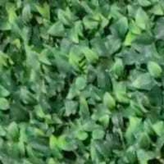 Matolweni Phillip Moyisi