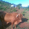 Takalani Tony Thavhana