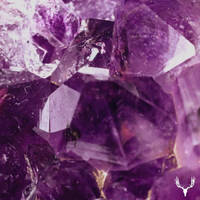 Cervidae Podcast # 041 - Bardia Salour by Electronic Beatz Network