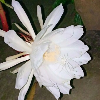 Soumya Roy