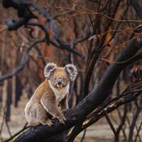 #88 - Fire and Burn - The Climate Fire Episode - 09-01-2020 by Liquid Sunshine