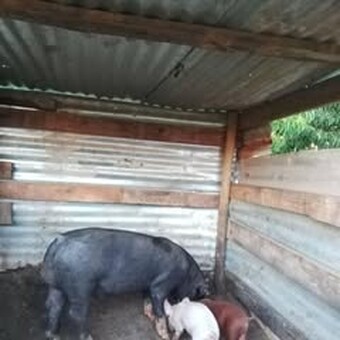 Tlali Oa Tlali Motho