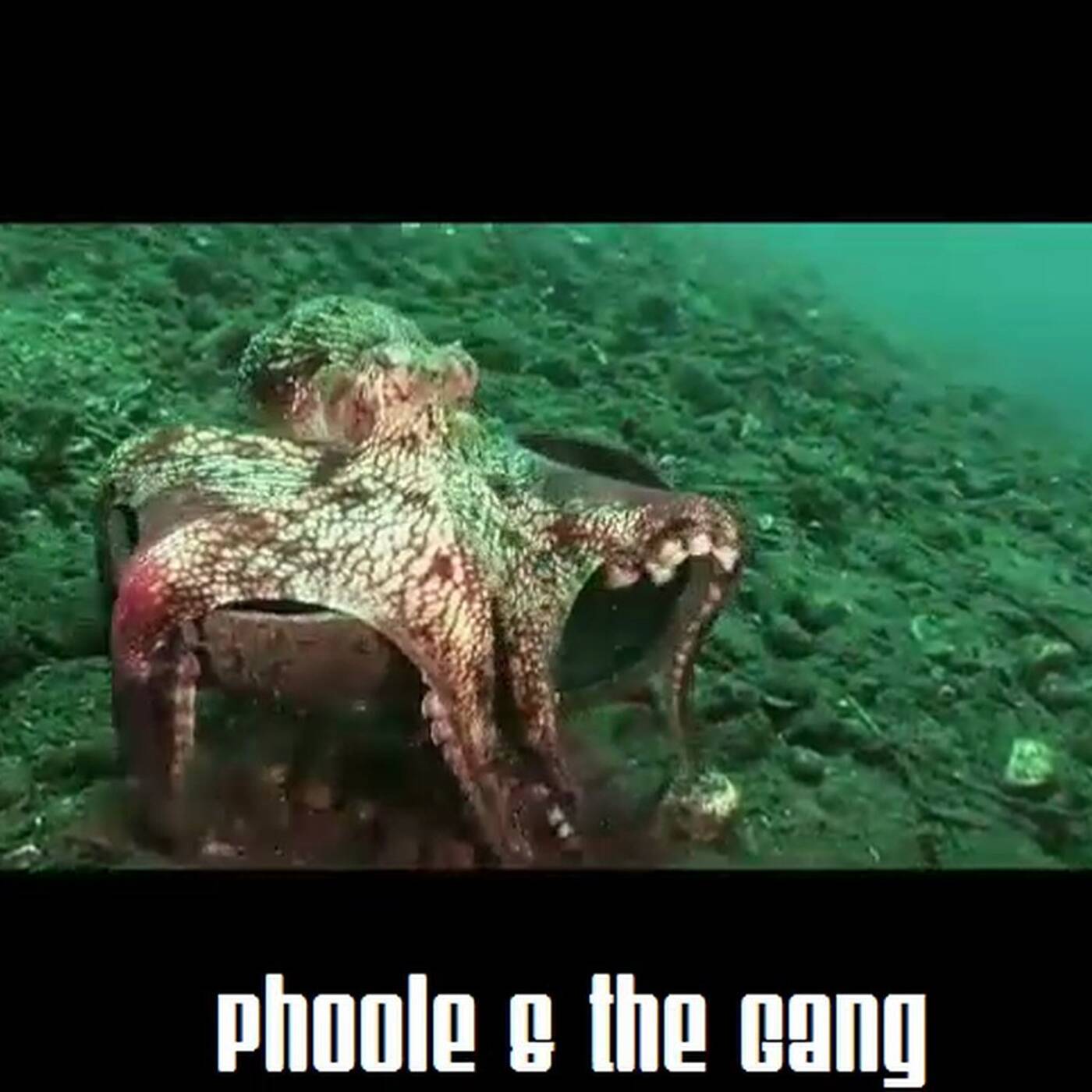@Phoole and the Gang | Show 142 | Cephalopodcast | @IdealClubWorld Radio | 15 April 2016 episode artwork