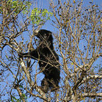 DeaneTR Gary Lawless - Treat Each Bear by Warriorpoets