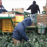 Empresa en USA contratará 50 colimenses para cosechar uva; apoyarán con visa by Edison Solis Noticias en el Blanco