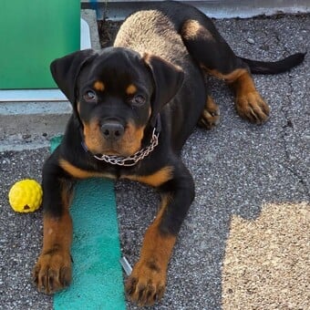 Raoul Buratti Volponi