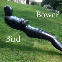Bower Bird by Carrier