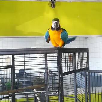 Lentoa Khentsa Ernest