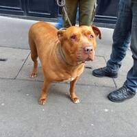 podcast 9 100% féminin by LE MATOU