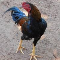 el gallo by Hans Krauß