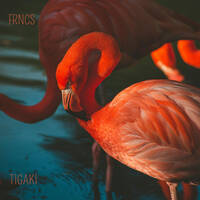TIGAKI by FRNCS