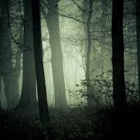 M3SSENG3R OlderSession EP11 (planlos - forest fogg) by the permutation