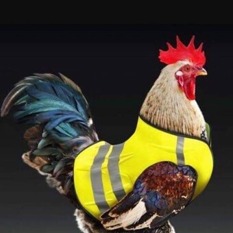 Alain Fran&ccedil;ois Chicon