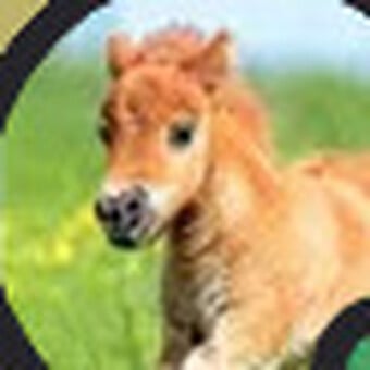 MusicalHorse