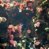 Resonant Energy Radio w/ tjon-aloi 21/9/25 by Resonant Energy Radio