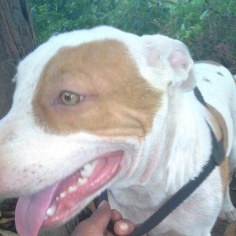 Carlos Eduardo Ferreira