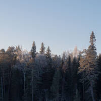 Frosty morning - duel of woodpeckers by Notes on Sound