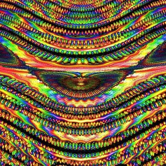 Vincent Des Orchidees