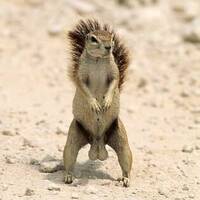 DICKE-EIER-MIXE (2012-2021)