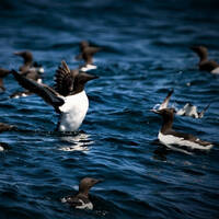 Seabirds by Chus Saves
