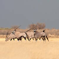 Soulful &amp; Afro Show 2024-06-22 by Dj TuXxL