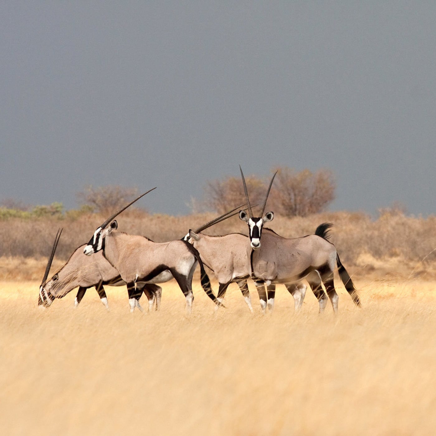 The Deep House Cave by Dj TuXxL (Univers DJ)